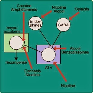 Les Addictions: I. Le système de récompense