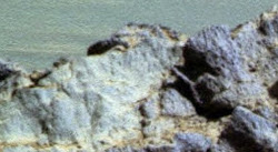 mars rover animal bird dead fossilized opportunity shape horned head shows march
