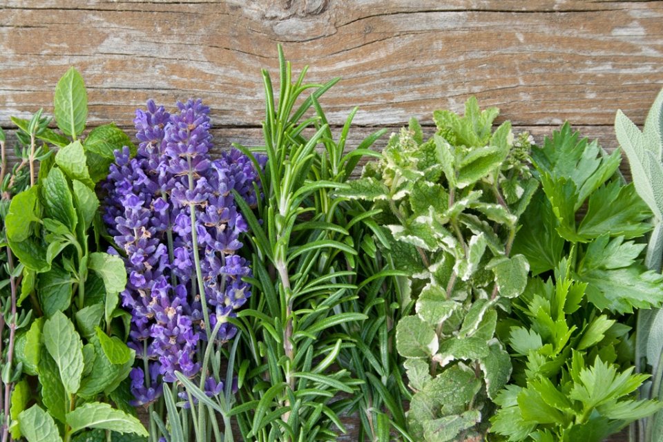 Taro ERVAS, FLORES, FRUTAS E SUAS ENERGIAS BENÉFICAS NA ESPIRITUALIDADE Taro ERVAS, FLORES, FRUTAS E SUAS ENERGIAS BENÉFICAS NA ESPIRITUALIDADE