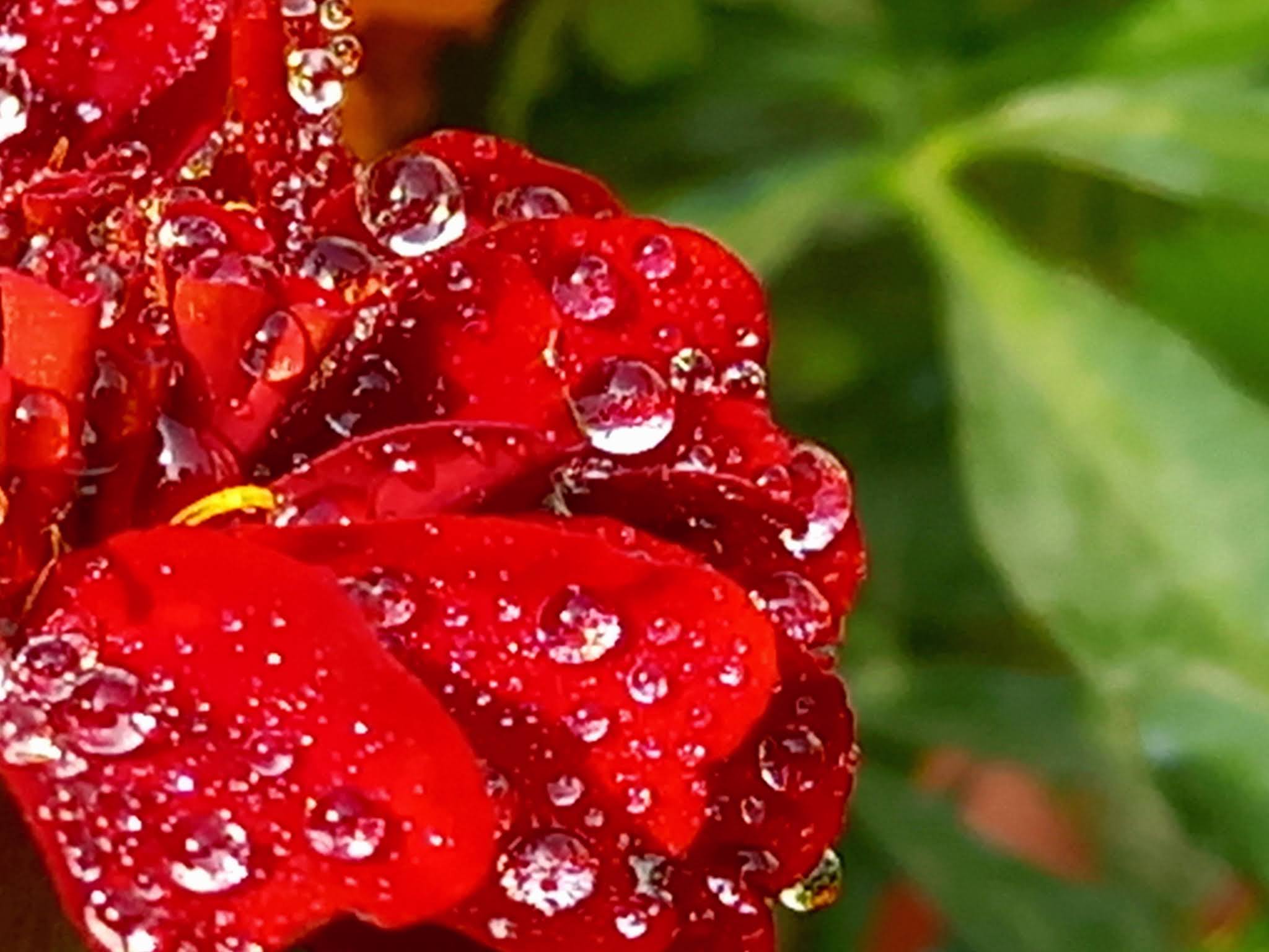 Water Drops Images Red Marigold