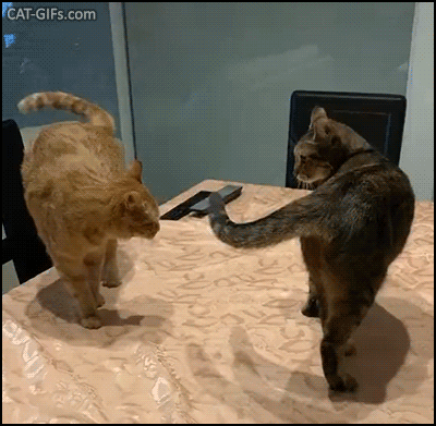 Funny Cat GIF • 2 cats trying to intimidate each other. “I hate you, gonna kill you.” “Me too!” Funny Cat GIF • 2 cats trying to intimidate each other. “I hate you, gonna kill you.” “Me too!”