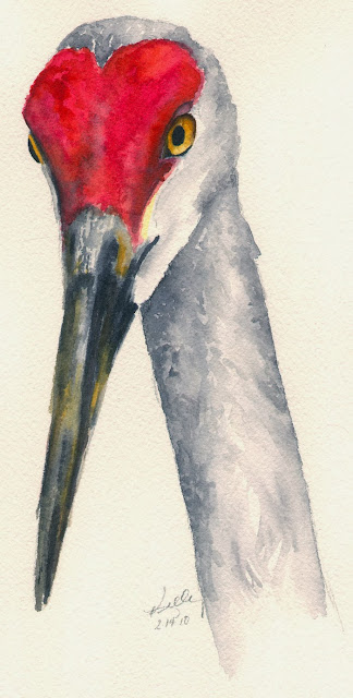 Sandhill Crane (Grus canadensis) watercolor painting