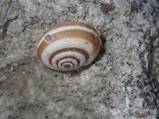 Cernuella virgata Cernuella virgata