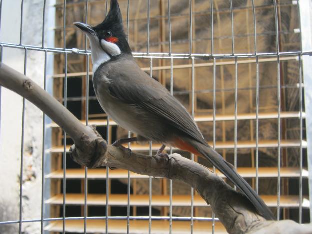 Điểm danh các loại chim chào mào được săn lùng hiện nay 2022 - Trung Cấp  Nghề Thương Mại Du Lịch Thanh Hoá