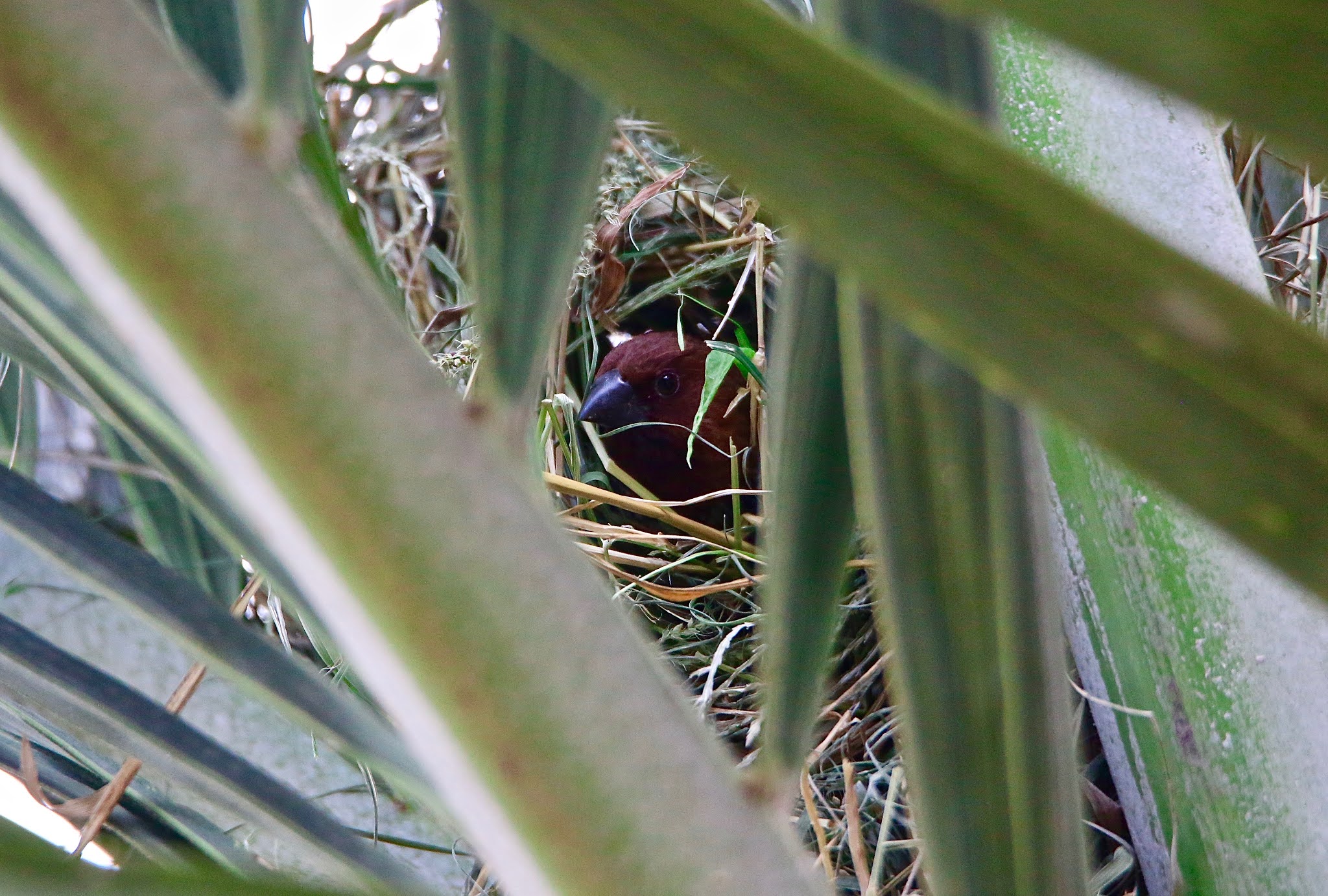 Munia making nest, munia breeding. high resolution images free