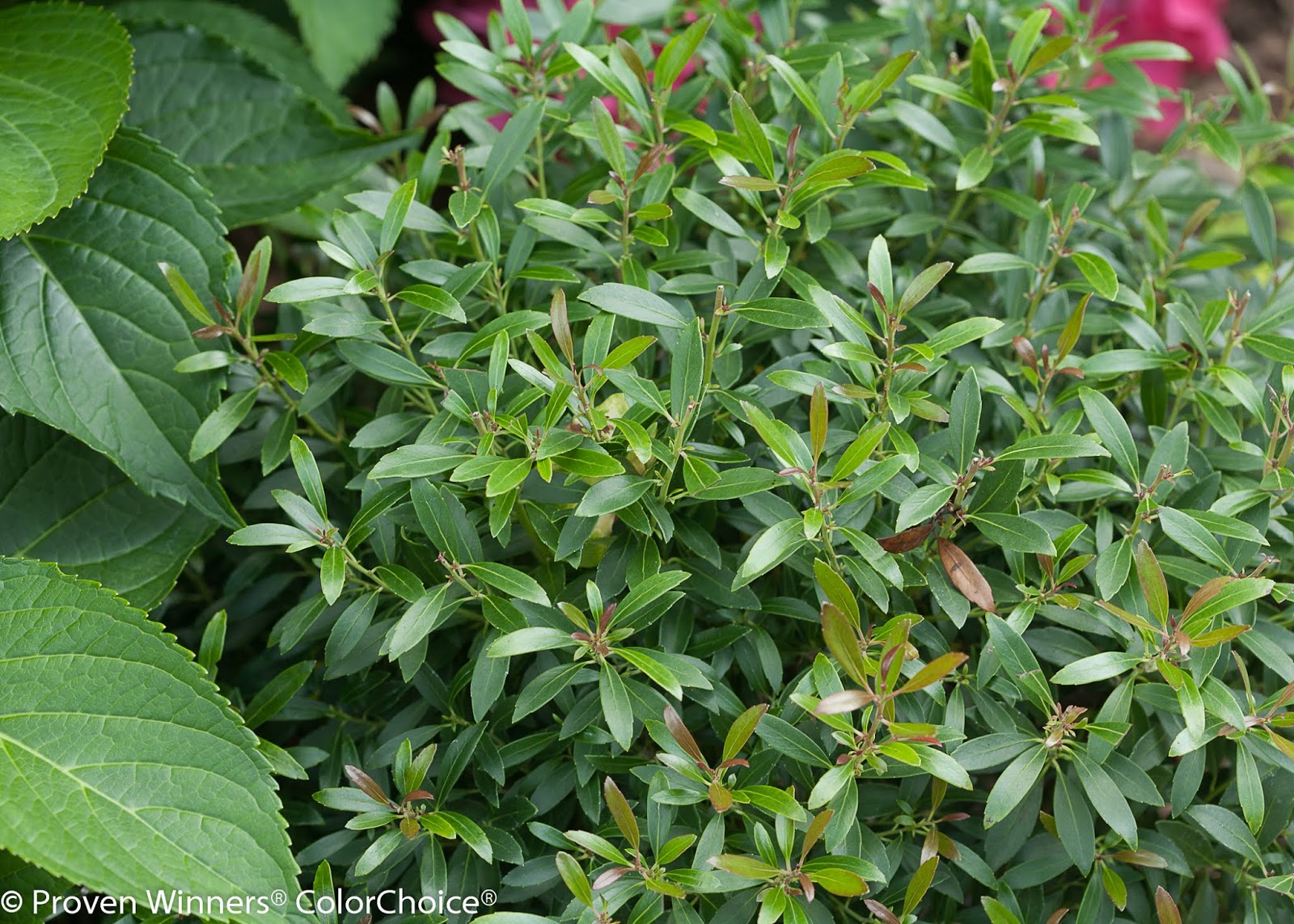 Boxwood Dirt Simple