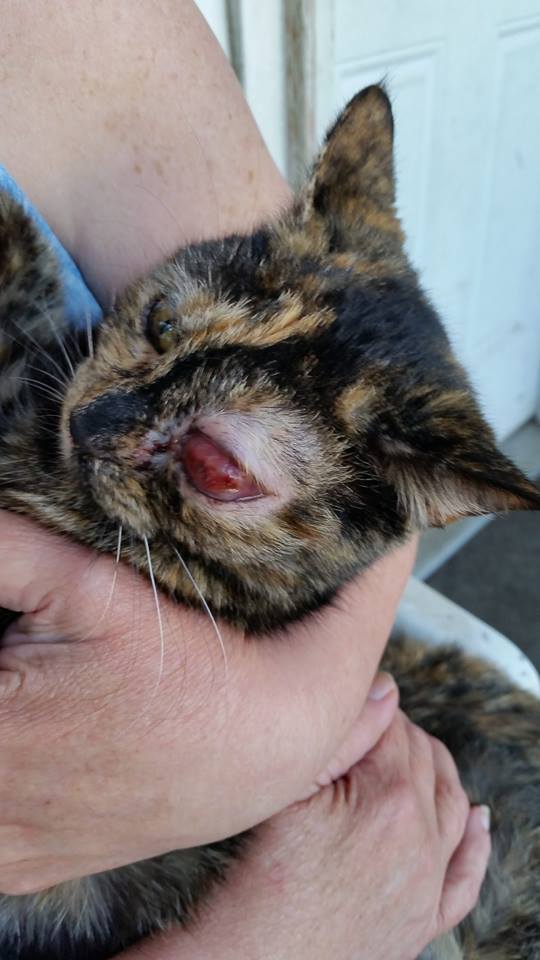 Cat Eyes A Cat Woman S Photos Still Dragging But Another Busy Day