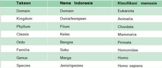 Perhatikan Tingkatan Takson Mahluk Hidup Berikut Urutan Tingkatan Takson Dari Yang Tertinggi Hingga Terendah Pada Hewan Adalah Blog Pak Pandani