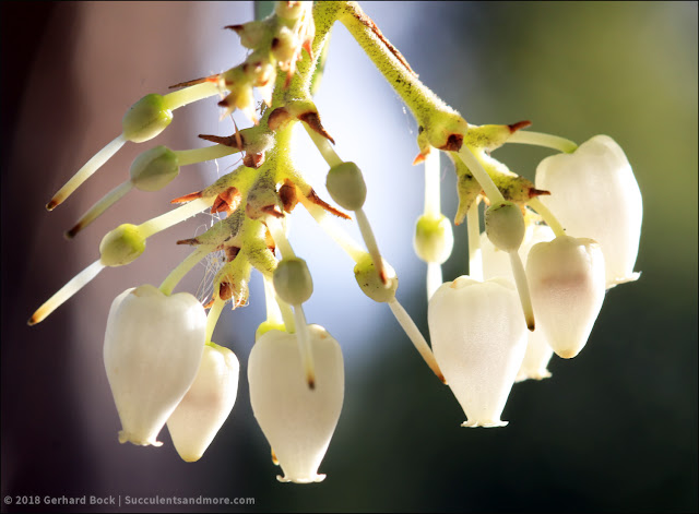 Eucalyptus caesia - The Ruth Bancroft Garden & Nursery