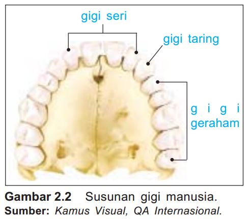 13+ Materi Sistem Pencernaan Pada Manusia Kelas 5 Sd Gif