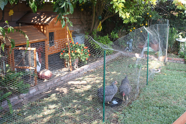 Sunny Simple Life Chickens One Year Later