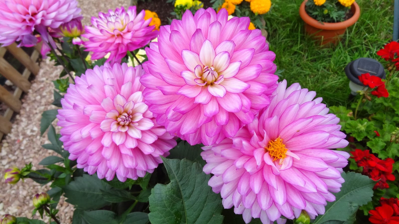 Dahlia flowers December 2013