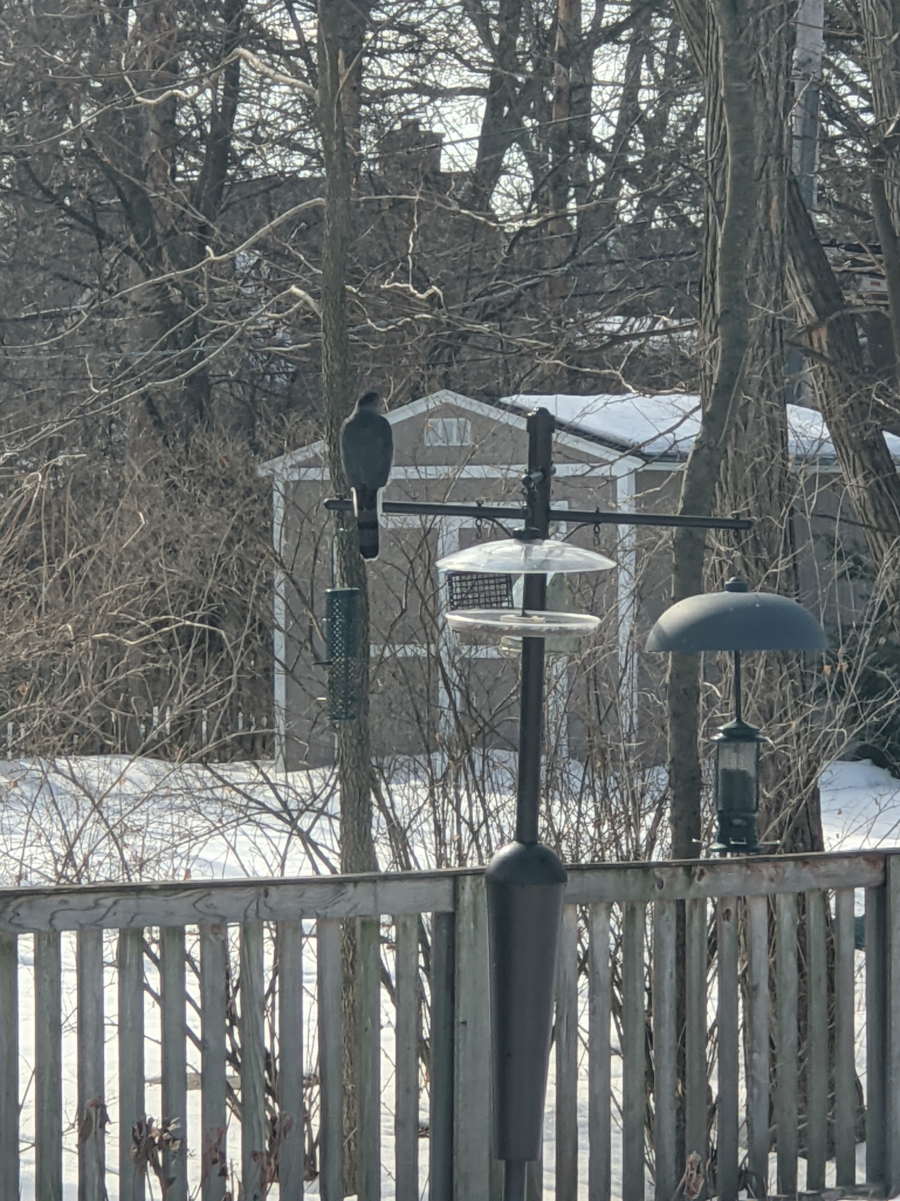 Cooper's Hawk Visit Bird Feeders March 2021