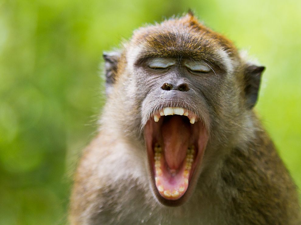 Crab-Eating Macaque | Animal Wildlife