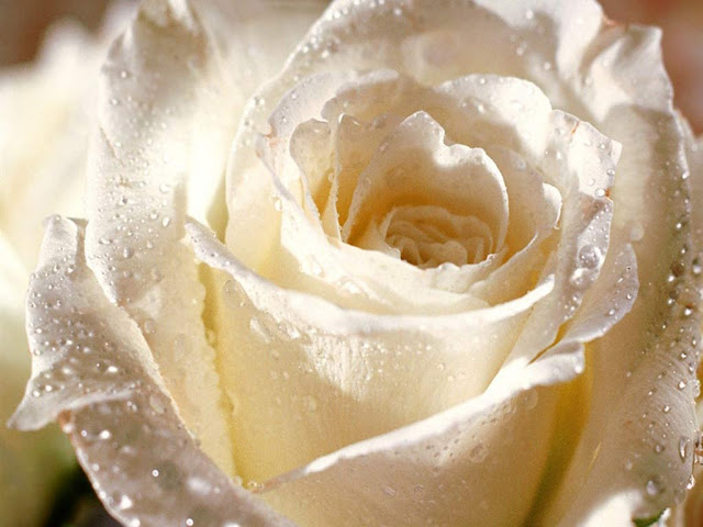 White Roses كۆمه‌لێك وێنه‌ی گوڵی سپـی زۆرجوان