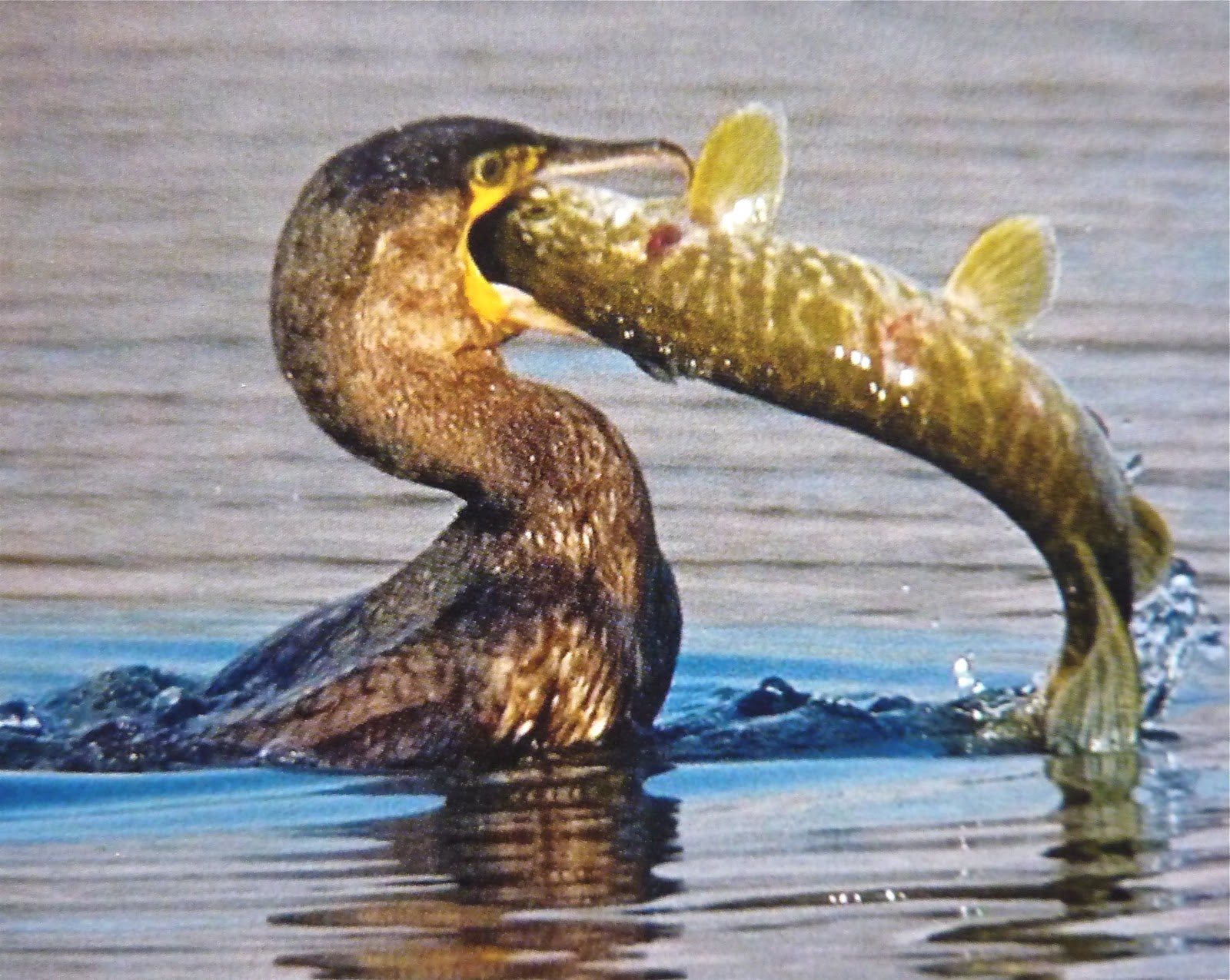 HUGH MILES WILDLIFE ADVENTURES OUR RIVERS IN CRISIS