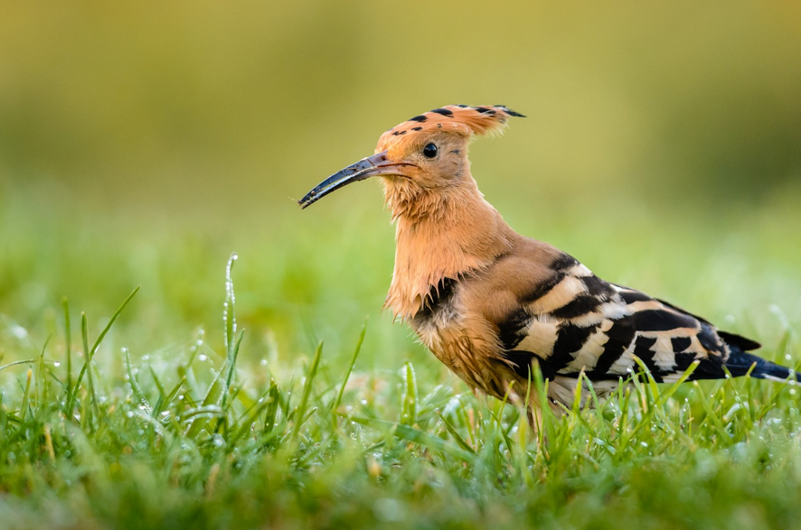 Birds: Attract a Hoopoe