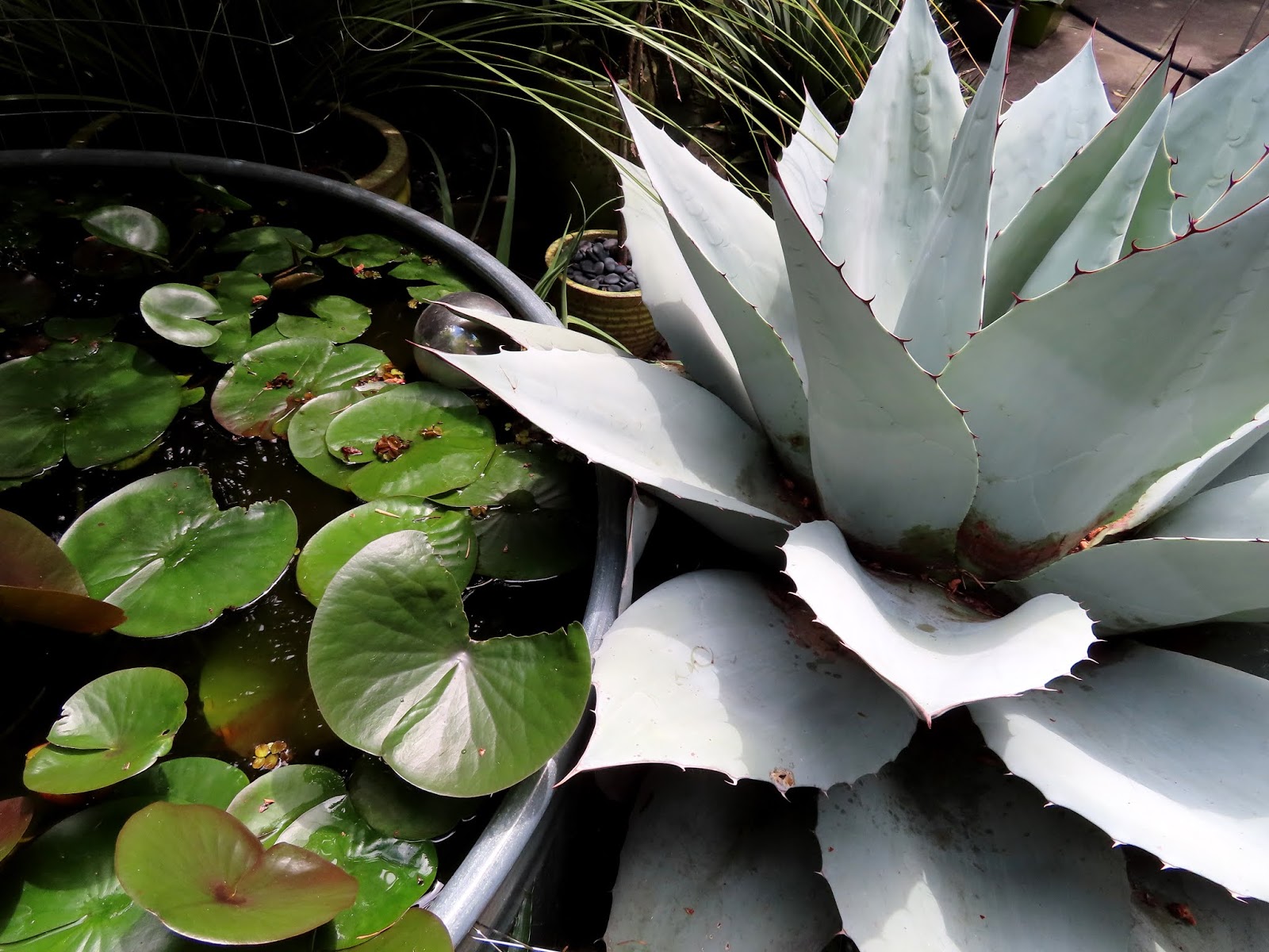 danger garden: My pond-side Agave ovatifolia, a retrospective