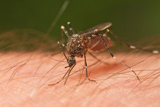 Kan emmek için insanın kolunu ısıran dişi bir sivrisinek