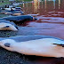 Η θάλασσα βάφτηκε κόκκινη: Σκότωσαν 1.428 δελφίνια «για το έθιμο» στα Νησιά Φερόε - Σκληρές εικόνες και βίντεο