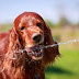 Όταν ο σκύλος σας πίνει πολύ νερό!...