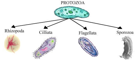Protista Mirip Hewan Protozoa Protozoa