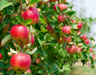 10 Jenis Tanaman Buah Cocok Di Tempat Teduh