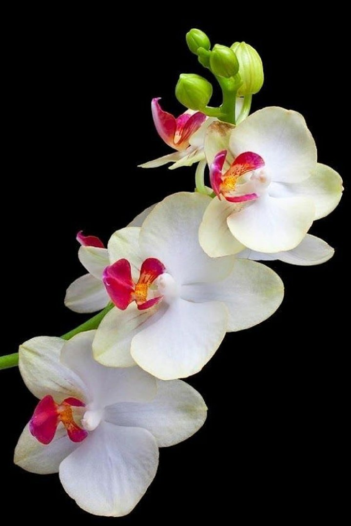 20 hình ảnh các loài hoa phong lan rừng đẹp nhất Việt Nam  Hoa lan Hoa  Cây