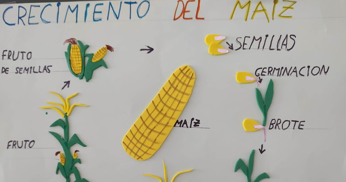 Proyecto Del Maiz Para Niños De Preescolar