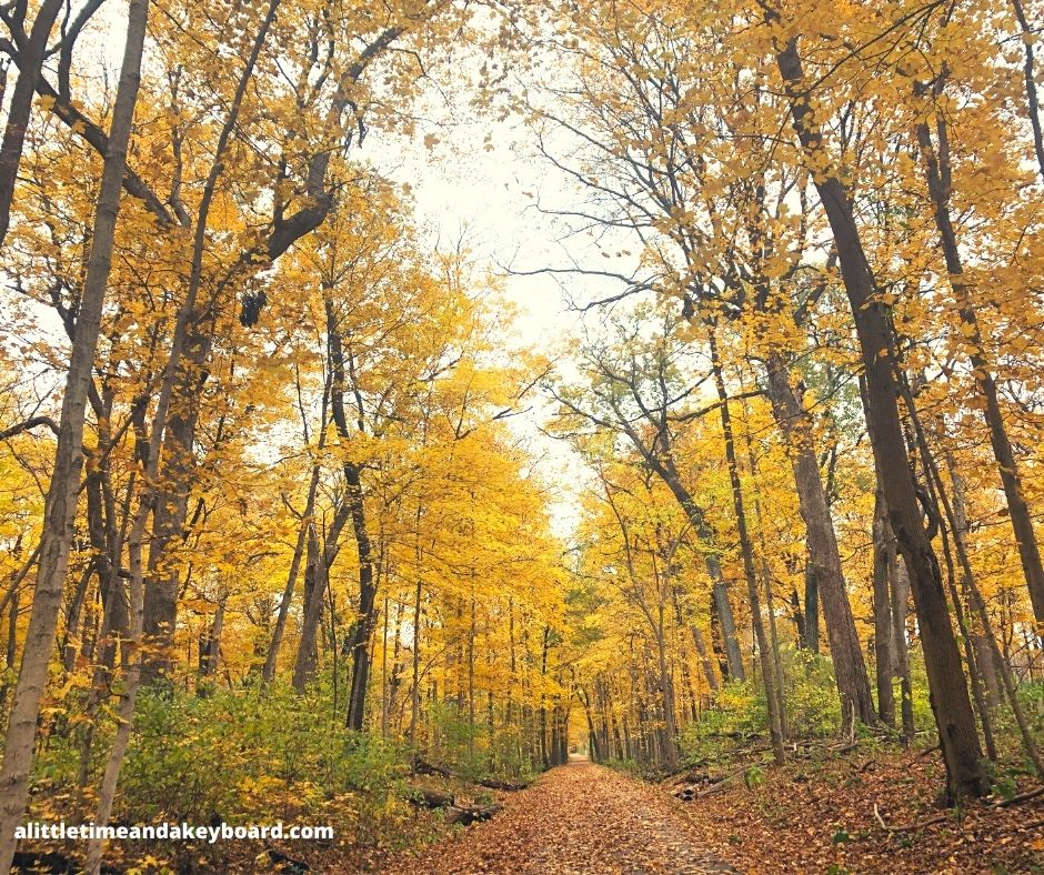A Little Time and a Keyboard Blissful Forest Bathing in Bliss Woods