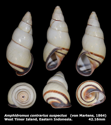 Amphidromus contrarius suspectus 42.16mm