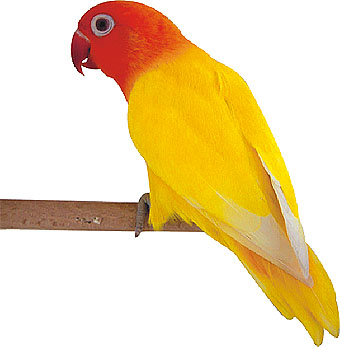 Resultado de imagen para Agapornis Personata Lutinos