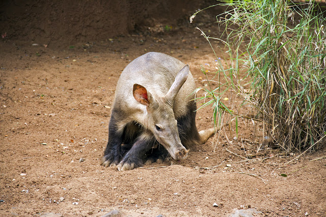 babi tanah