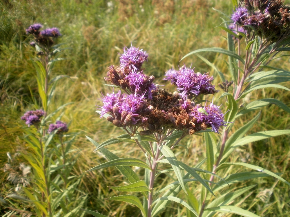 tall weeds with purple flowers tall weeds with purple flowers