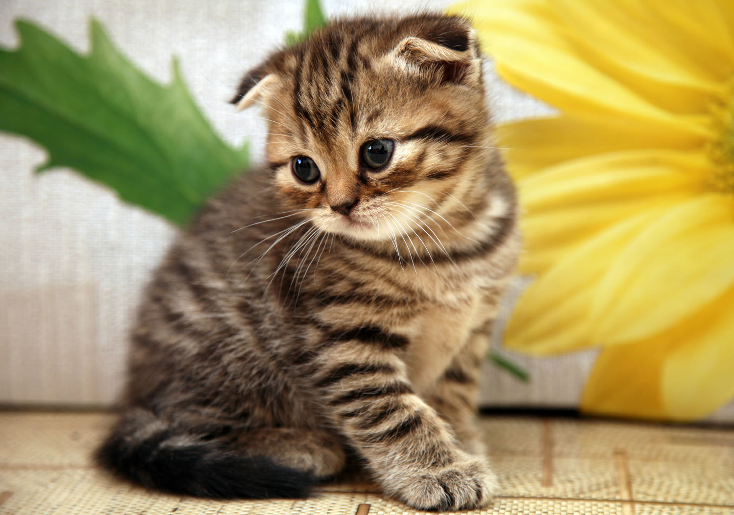 Scottish Fold�ların Hikayesi