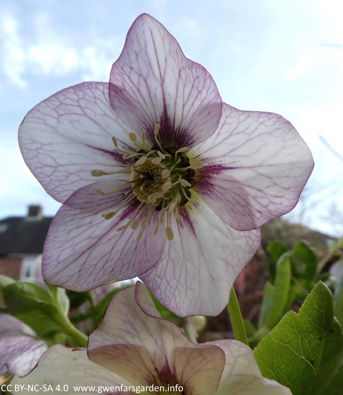 Gwenfar's Garden and other musings