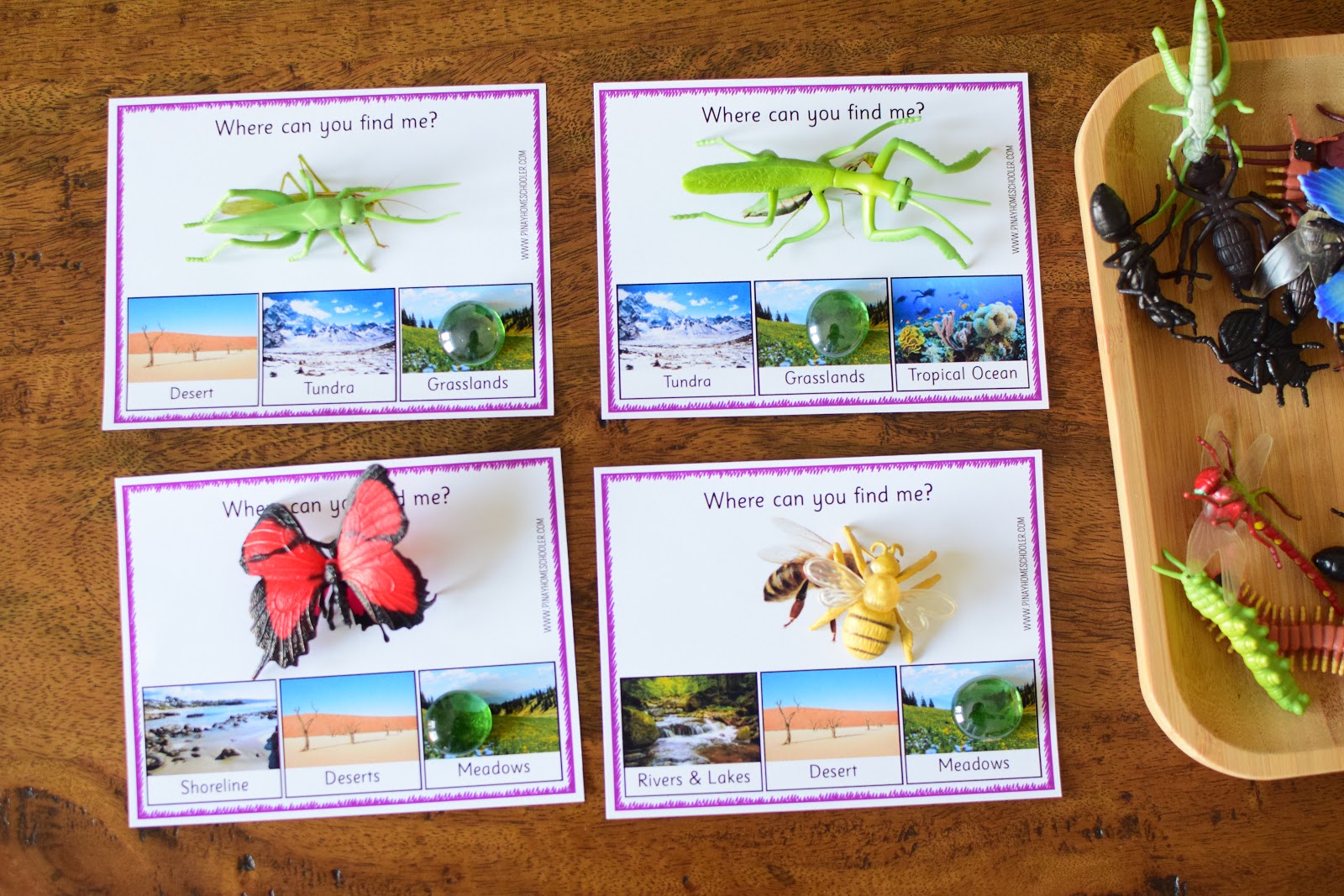 Insect Themed Lesson Plans for Kindergarten to First Grade The Pinay Homeschooler