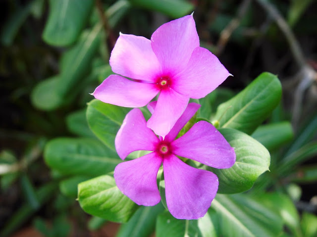  The exotic of Tapak dara flower