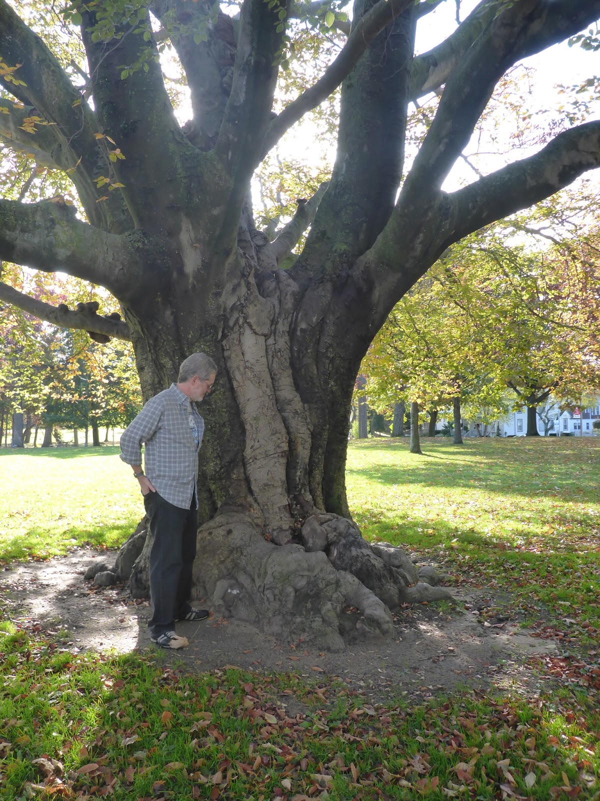 The 1,000Mile Great Lakes Adventures A Giant Copper Beech