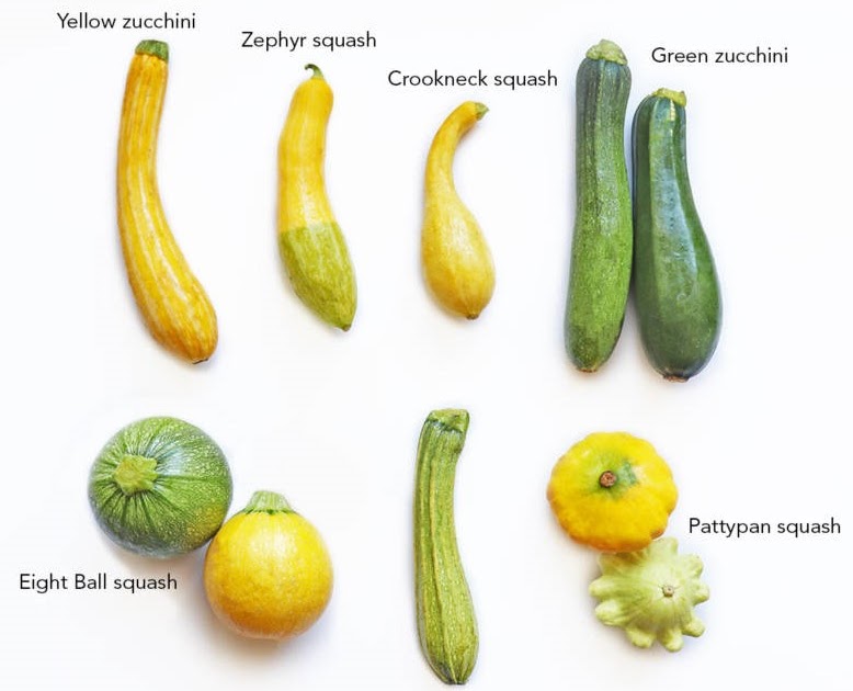 Dukan Diet Primer Squash vs. zucchini