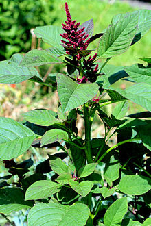 Amaranto (Amaranthus hypochondriacus)