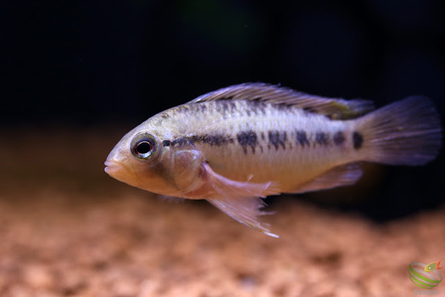 Apistogramma sp.Tame from Rio tame, 2016