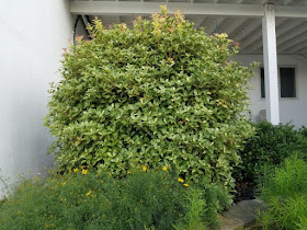 Nursery Visit Xera Plants Spring Edition