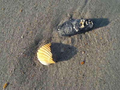 Matthew And Me: Broken Seashells