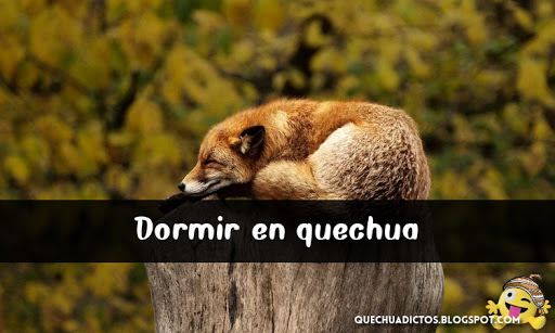 como se dice dormir en quechua