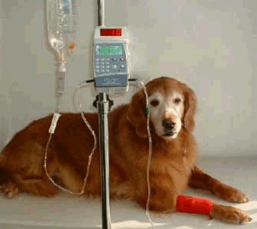 Собака после капельницы. Инфузионная капельница для животных. Инфузионная терапия собак.