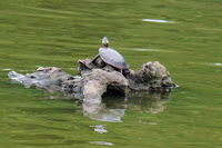 Turtle in pond, Terraview Park