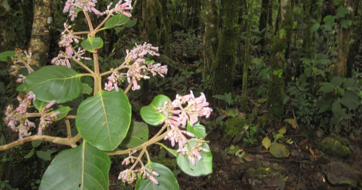 Sobre Esto Y Aquello La Corteza De Los Jesuitas Y La Invencion Del Gintonic