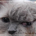 Gato com duas caras, dois narizes e três olhos completa 12 anos