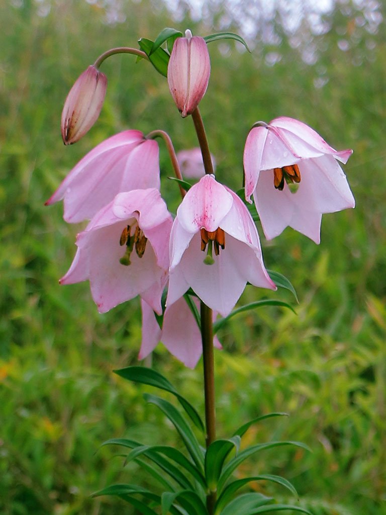 Shirui Lily state flower of Manipur